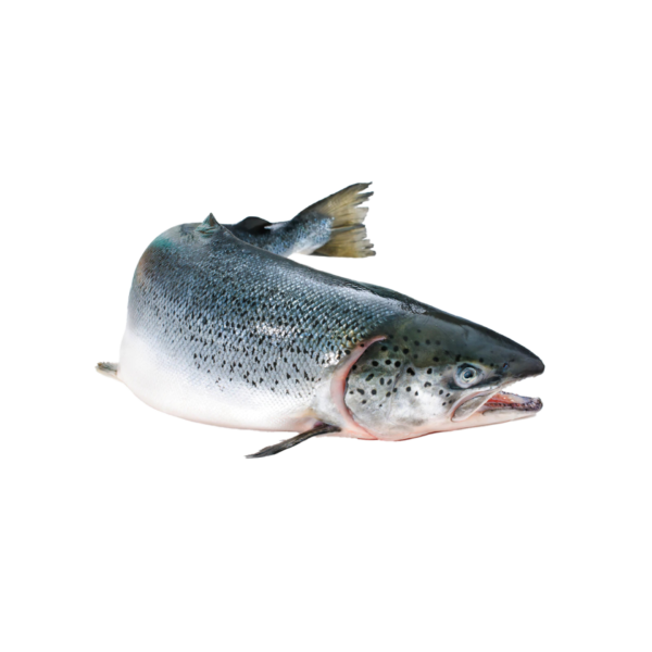 סלמון שלם\פילה טרי